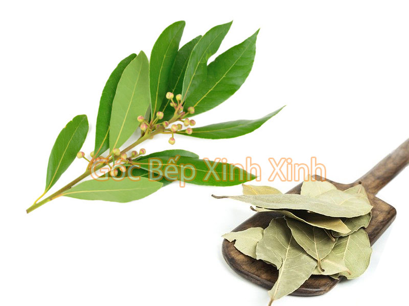 Lá nguyệt quế/Bay leaf 20gr ⋆ Góc Bếp Xinh Xinh